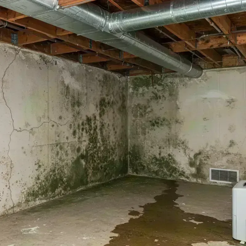 Professional Mold Removal in Oglala Lakota County, SD